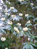 Rhododendron protistum