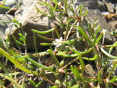 Spergularia canadensis var. canadensis