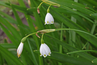 Leucojum aestivum