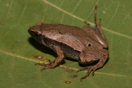 Hamptophryne boliviana