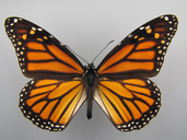 Danaus plexippus (L.) (Monarque) [Monarch Butterfly]