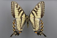 Papilio canadensis (R. & J.) (Papillon tigre du Canada) [Canadian tiger swallowtail}