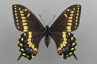 Papilio polyxenes asterias Stoll [Parsleyworm]