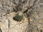 Ferocactus peninsulae ssp. townsendianus