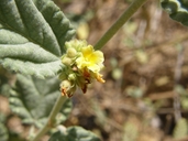 Waltheria indica