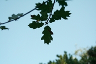 Quercus x chasei