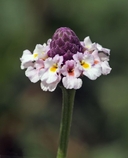 Phyla nodiflora