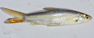 Pogonichthys macrolepidotus