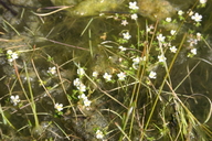 Ranunculus lobbii