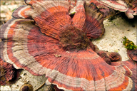 Daedaleopsis tricolor