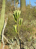Agave cerulata ssp. subcerulata