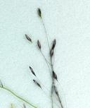 Muhlenbergia fragilis