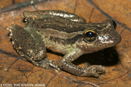 Scinax ruber