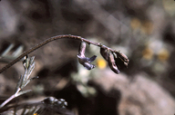 Astragalus atratus var. mensanus