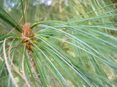 Pinus strobiformis ssp. veitchii