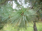 Pinus maximartinezii