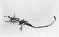 Hydrotherosaurus alexandrae
