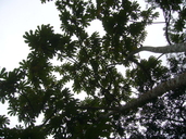 Cecropia obtusifolia