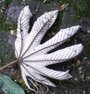 Cecropia obtusifolia
