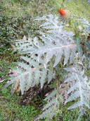 Cirsium ehrenbergii