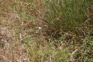 Clarkia speciosa ssp. immaculata