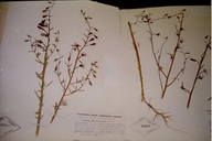Clarkia springvillensis