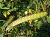 Cassia fasciculata