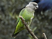 Brownheaded Parrot