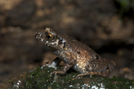 Appleby's Asian Toad