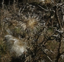 Carduus acanthoides ssp. acanthoides