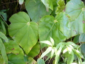 Begonia stigmosa