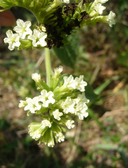 Tournefortia densiflora
