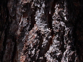 Pinus ponderosa var. washoensis