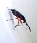 Red-legged Plant Bug