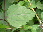 Sclerocarpus uniserialis