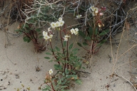 Camissonia claviformis ssp. integrior