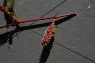 Acalypha californica