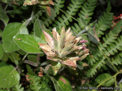 Monardella macrantha ssp. hallii