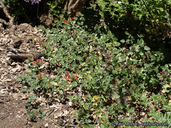 Monardella macrantha ssp. hallii