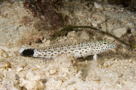 Speckled Sandperch (female)
