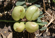 Astragalus douglasii var. parishii
