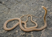 Leith's Sand Snake