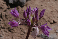 Allium acuminatum