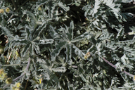 Potentilla gracilis var. brunnescens