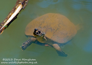 Sri Lankan Black Pond Turtle