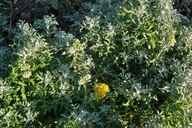 Eriophyllum staechadifolium