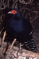 Mikado Pheasant