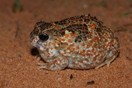 Desert Spadefoot Toad
