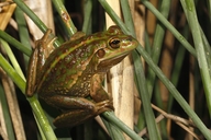 Green And Gold Frog