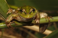 Litoria raniformis